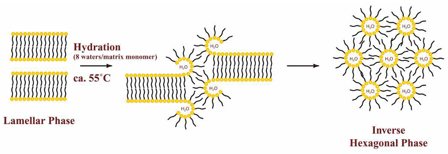 Rearrangement of LXS™ Monomeric Structure (interpretation of X-ray data)